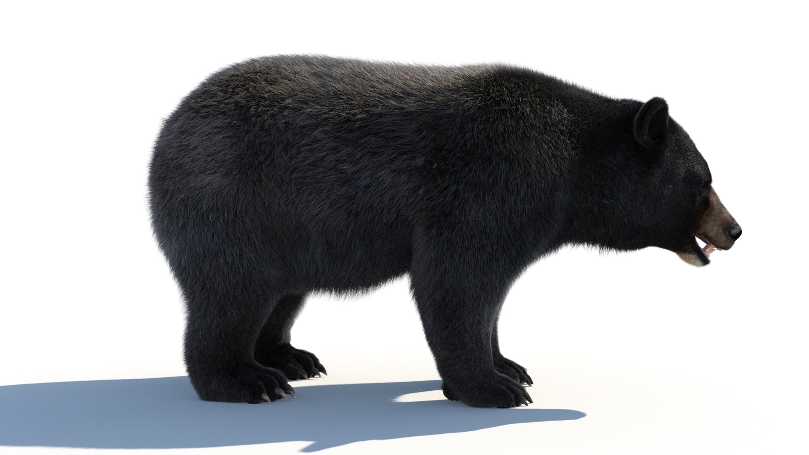 Animated Black Bear 3D Model with Fur Advanced 360° view 1 frame 16