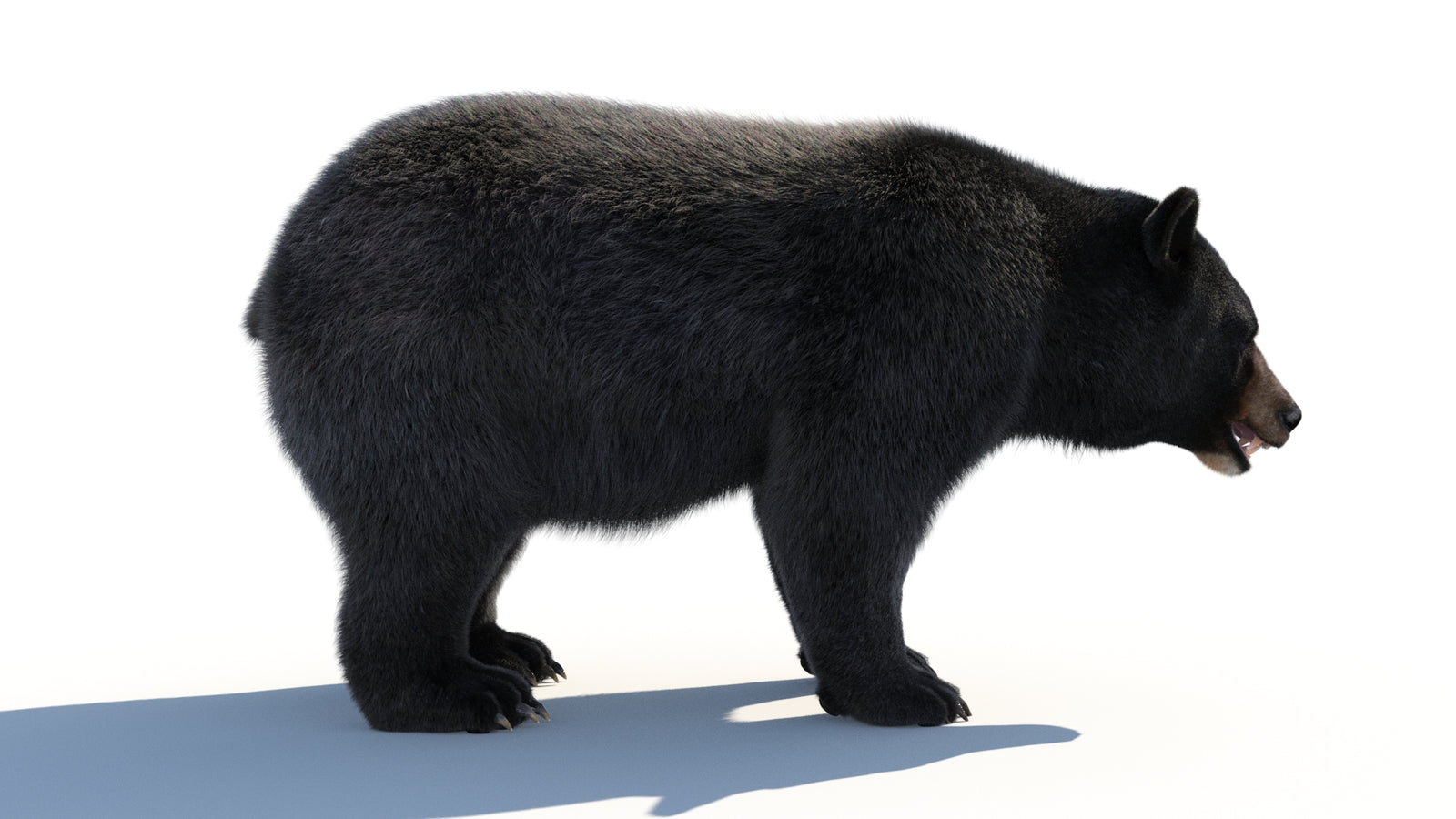 Animated Black Bear 3D Model with Fur Advanced 360° view 1 frame 17