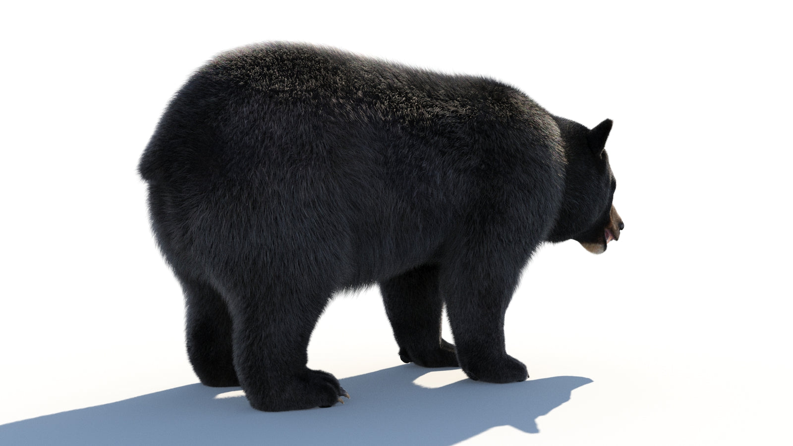 Animated Black Bear 3D Model with Fur Advanced 360° view 1 frame 20