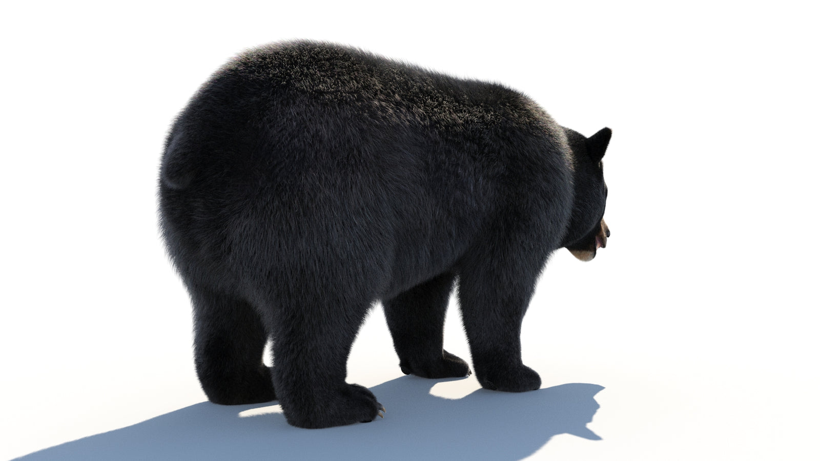 Animated Black Bear 3D Model with Fur Advanced 360° view 1 frame 21