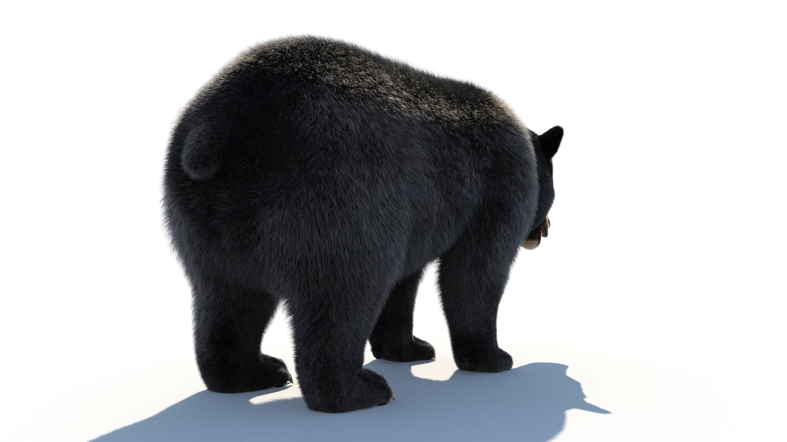 Animated Black Bear 3D Model with Fur Advanced 360° view 1 frame 22