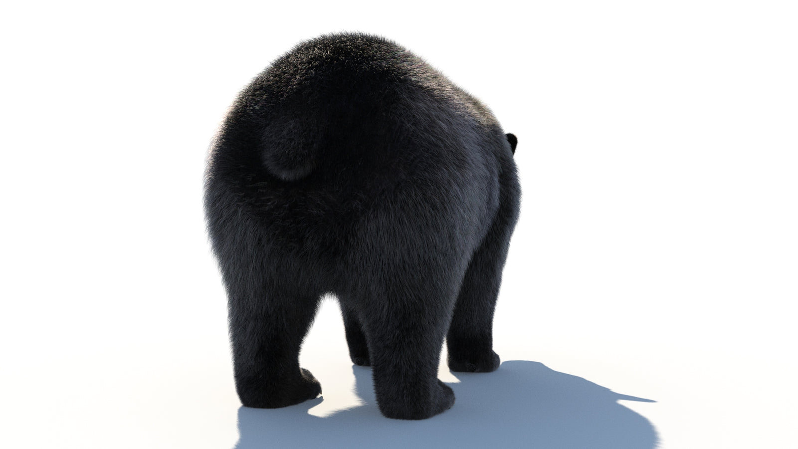 Animated Black Bear 3D Model with Fur Advanced 360° view 1 frame 24