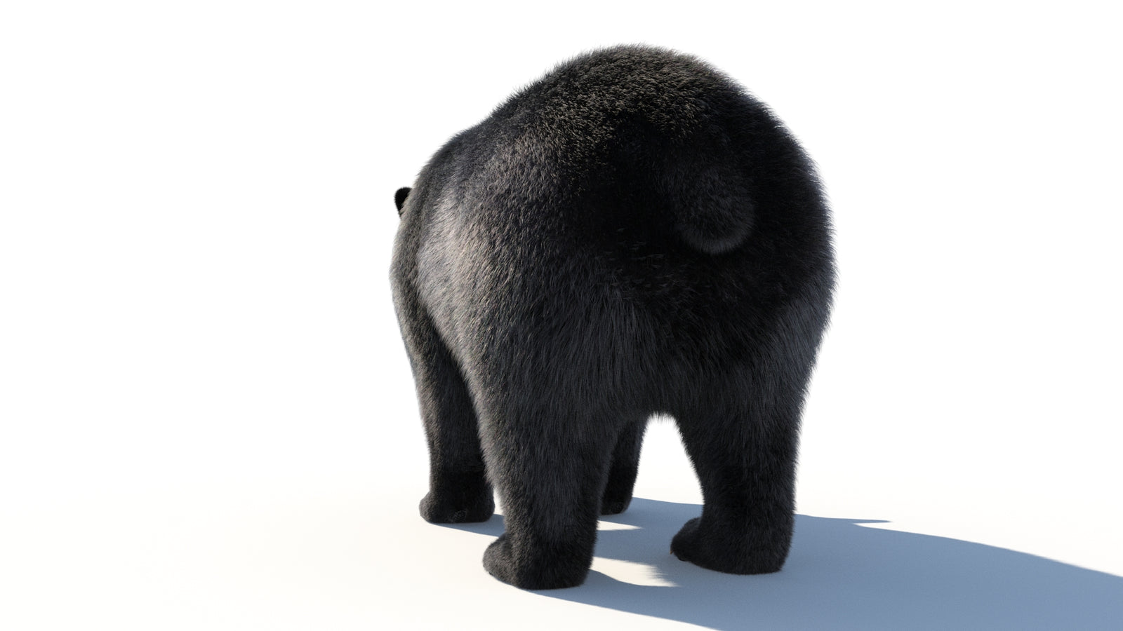 Animated Black Bear 3D Model with Fur Advanced 360° view 1 frame 28