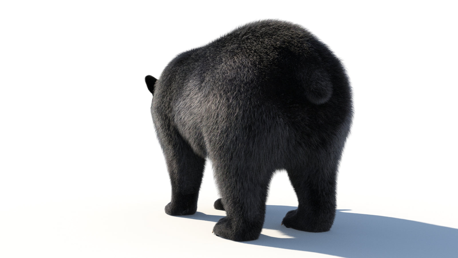 Animated Black Bear 3D Model with Fur Advanced 360° view 1 frame 29