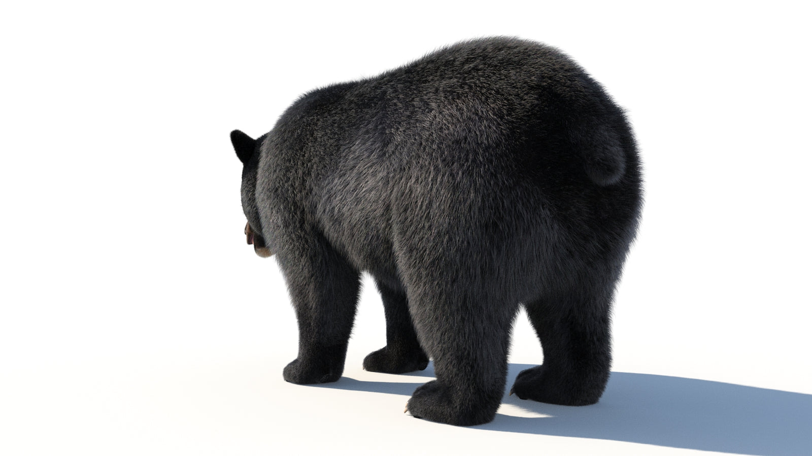 Animated Black Bear 3D Model with Fur Advanced 360° view 1 frame 30