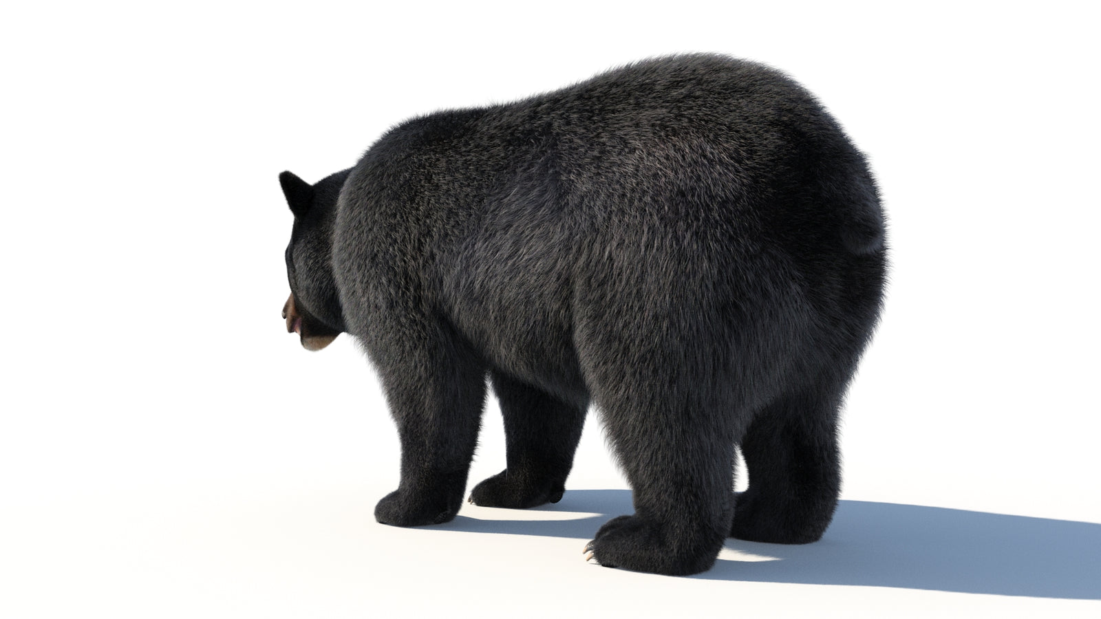 Animated Black Bear 3D Model with Fur Advanced 360° view 1 frame 31