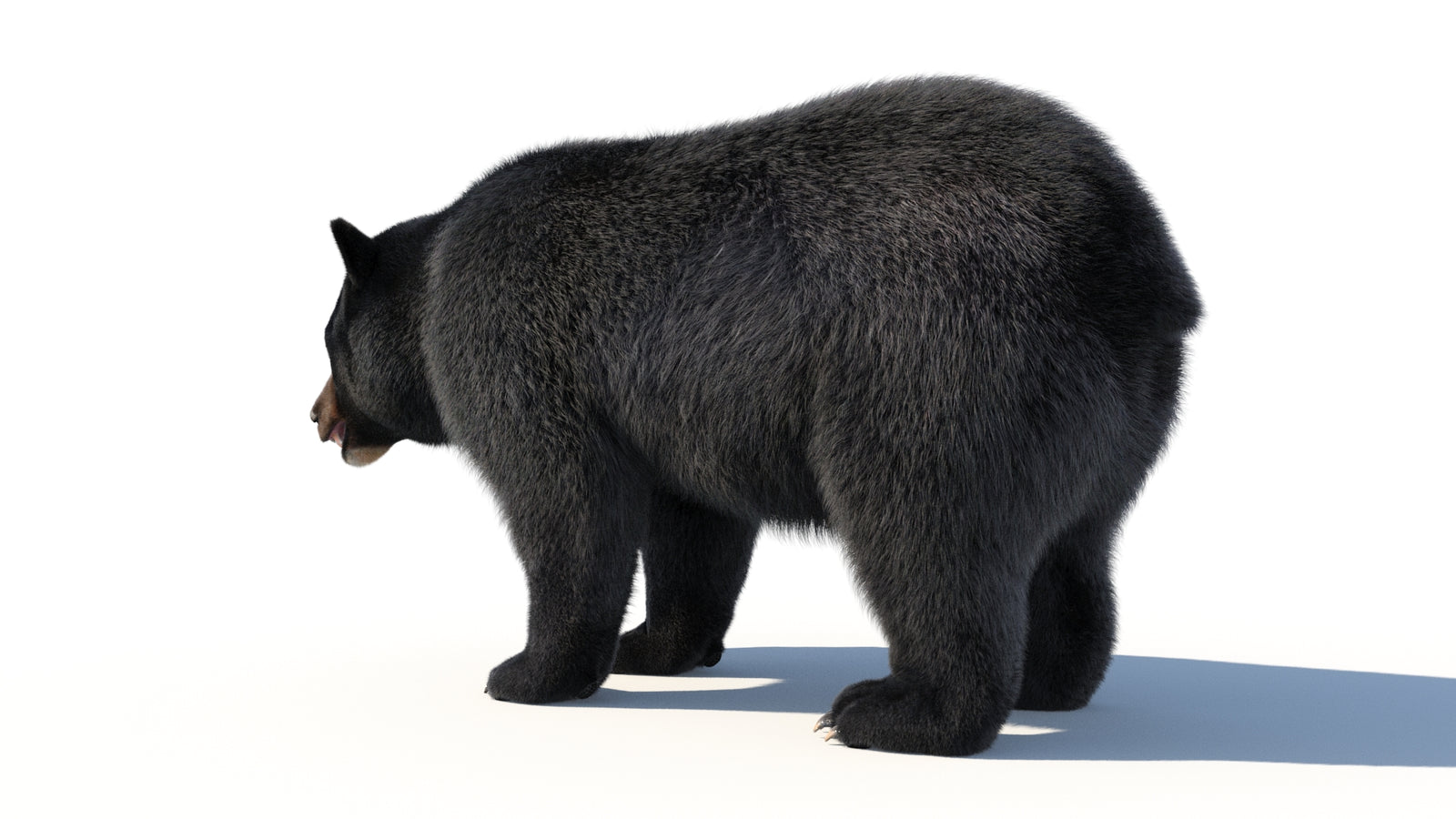 Animated Black Bear 3D Model with Fur Advanced 360° view 1 frame 32