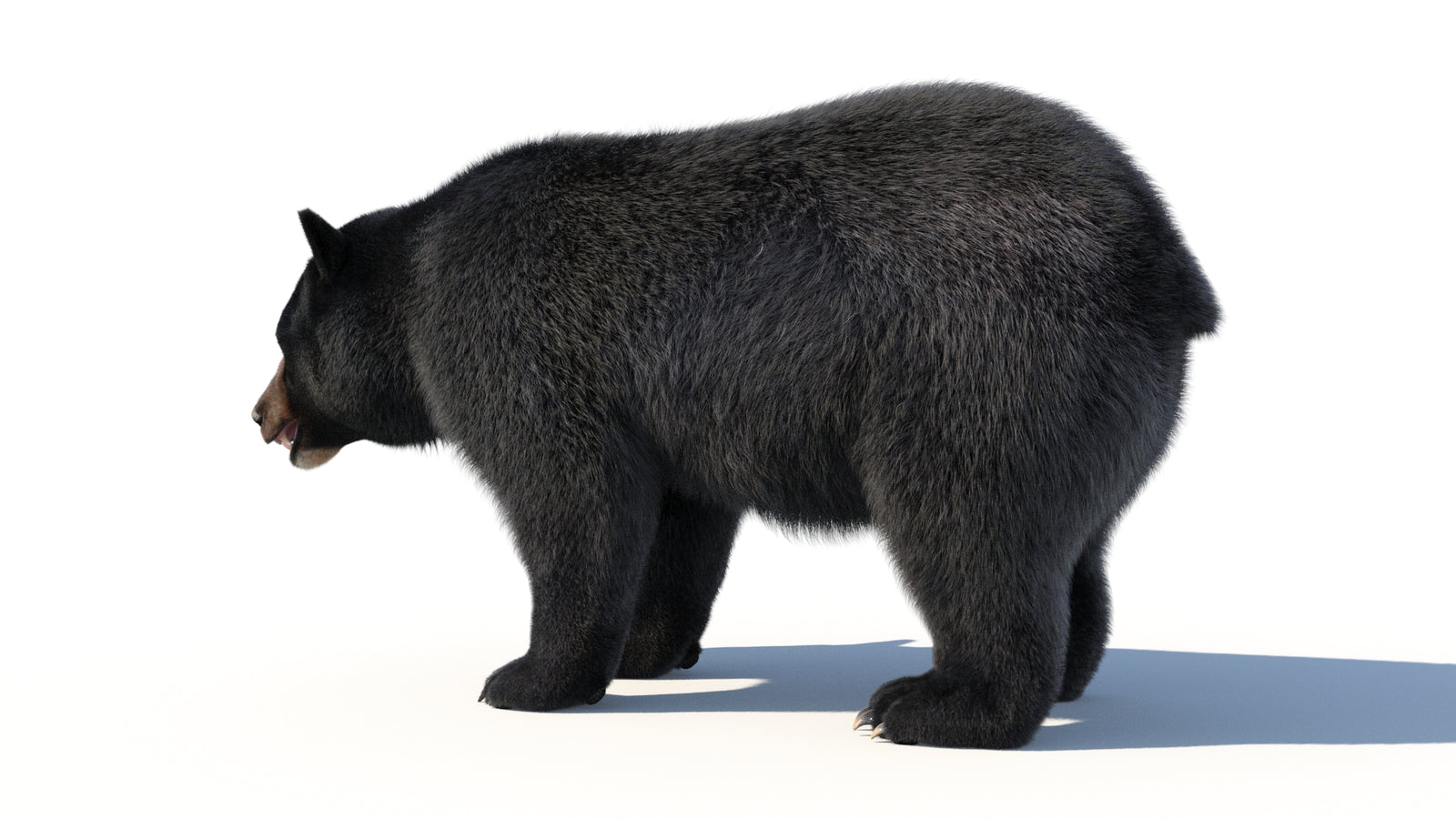 Animated Black Bear 3D Model with Fur Advanced 360° view 1 frame 33