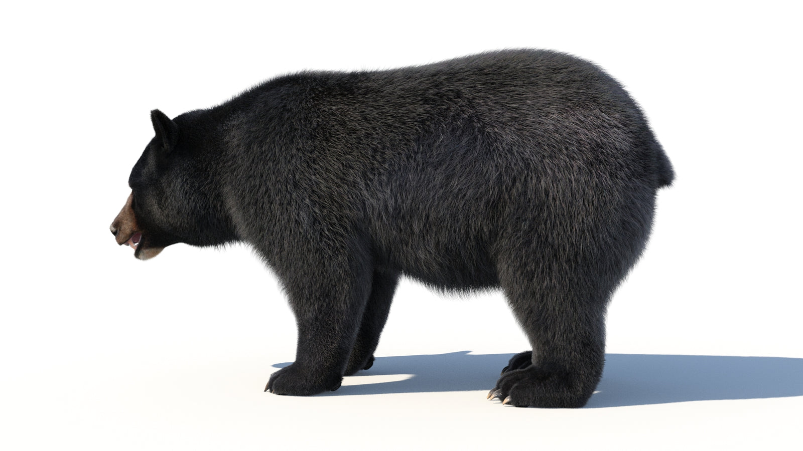 Animated Black Bear 3D Model with Fur Advanced 360° view 1 frame 34
