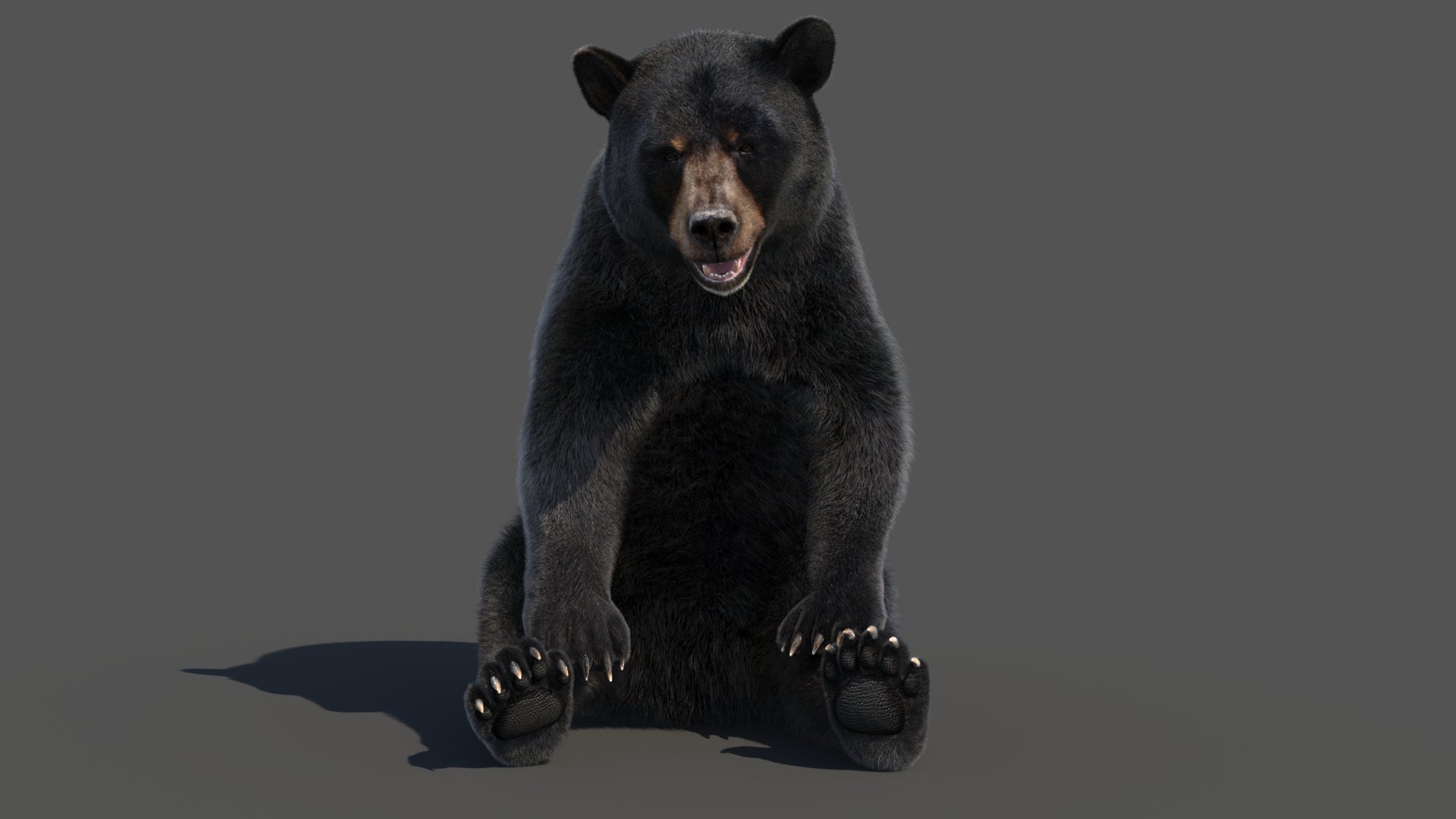 Rigged Black Bear 3D Model Fur - 360 Degree View