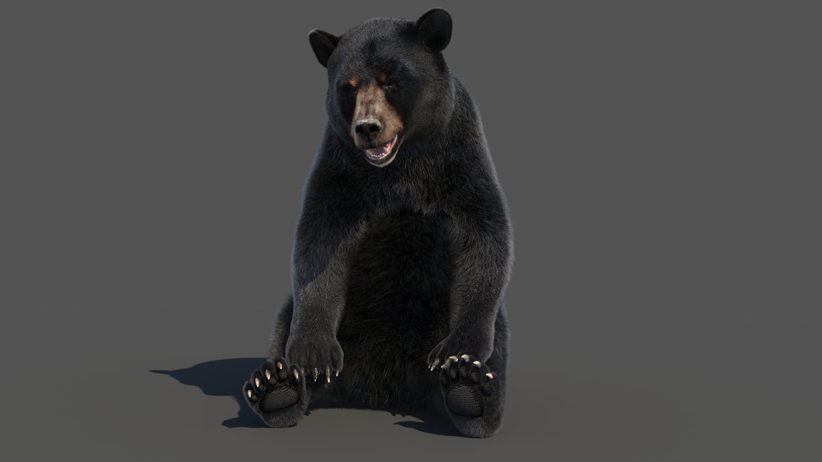 Rigged Black Bear 3D Model - Hair and Fur - 360 Degree View