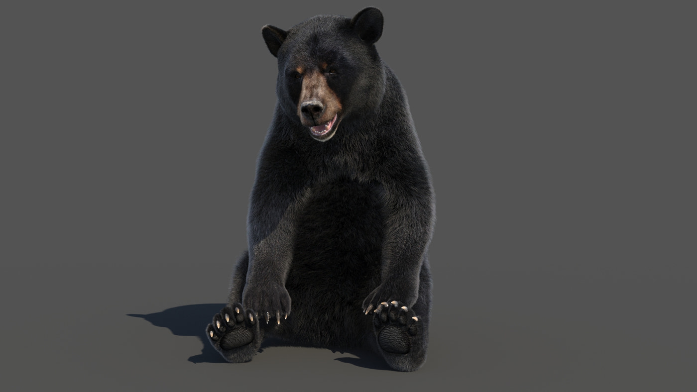Rigged Black Bear 3D Model Fur - 360 Degree View