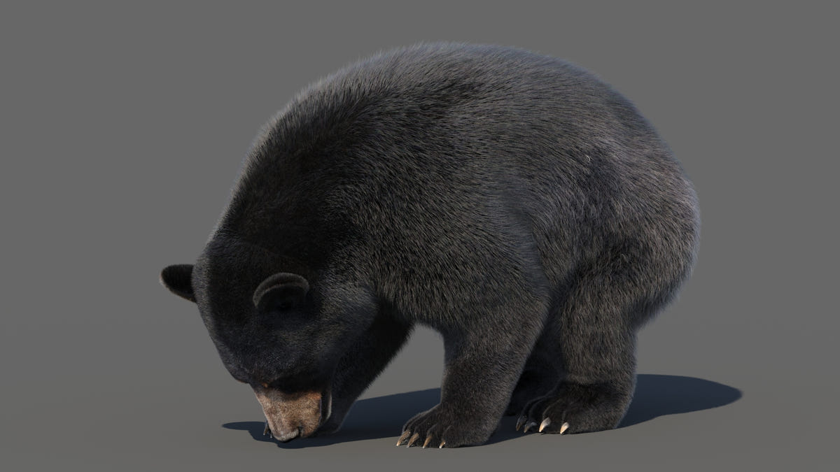 Animated Black Bear 3D Model - Hair and Fur | Advanced - 360 Degree View
