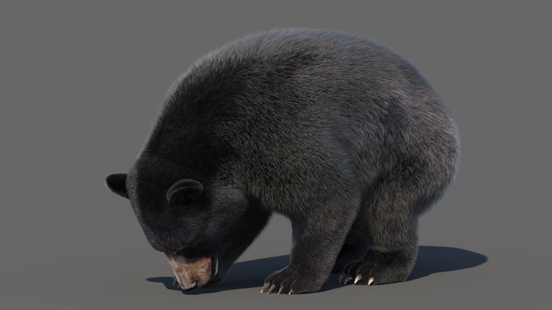 Animated Black Bear 3D Model Fur - 360 Degree View