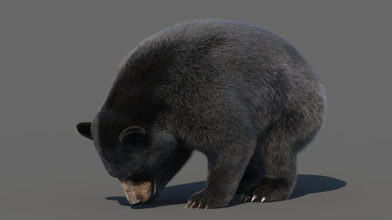 Animated Black Bear 3D Model with Fur Advanced 360° view 6 frame 2