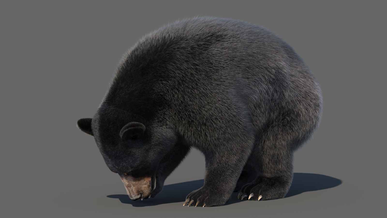 Animated Black Bear 3D Model with Fur Advanced 360° view 6 frame 4