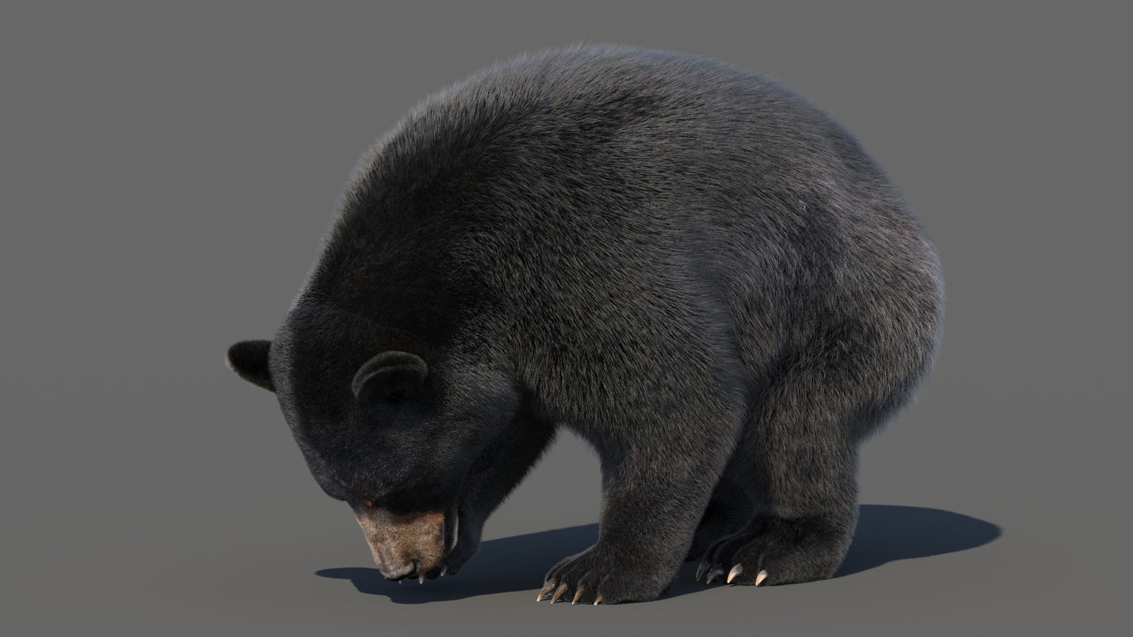 Animated Black Bear 3D Model with Fur Advanced 360° view 6 frame 5