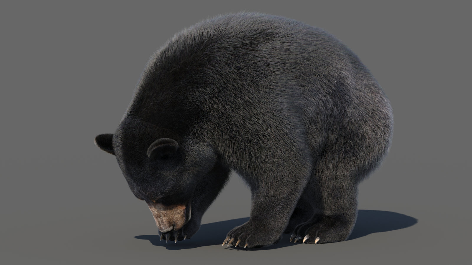 Animated Black Bear 3D Model with Fur Advanced 360° view 6 frame 8