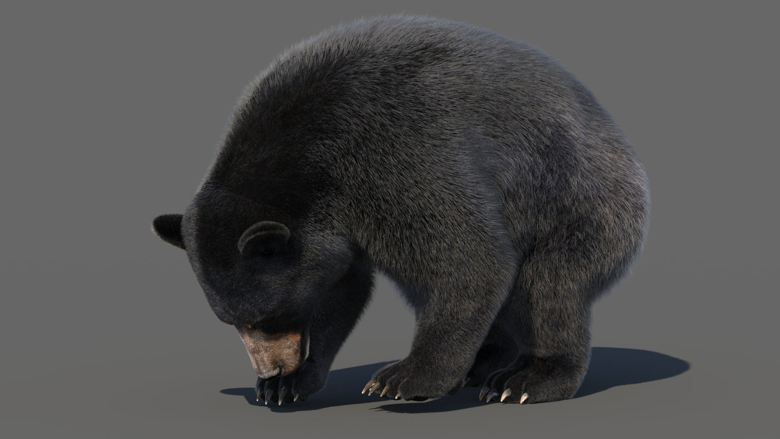 Animated Black Bear 3D Model with Fur Advanced 360° view 6 frame 9