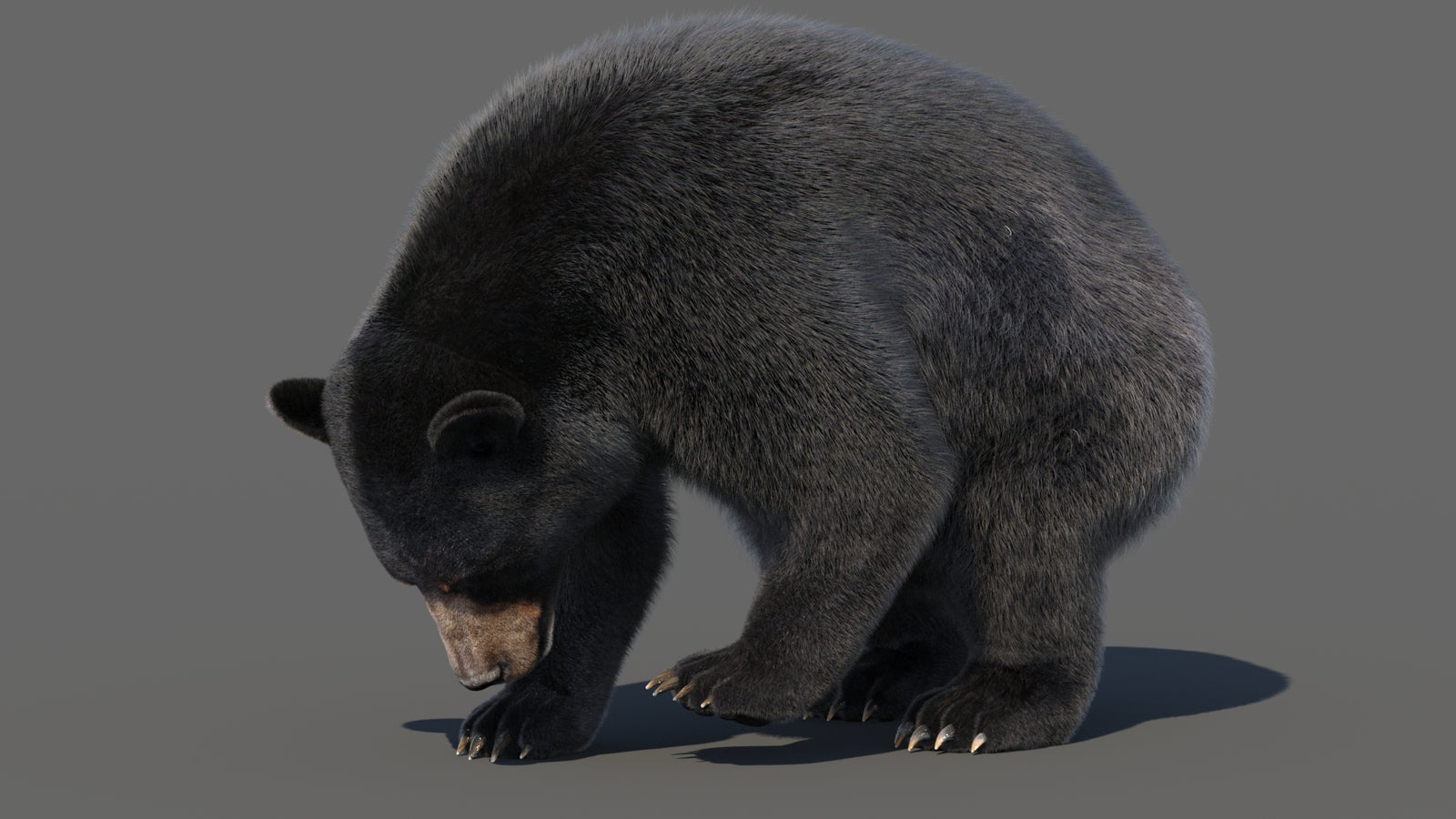 Animated Black Bear 3D Model with Fur Advanced 360° view 6 frame 11