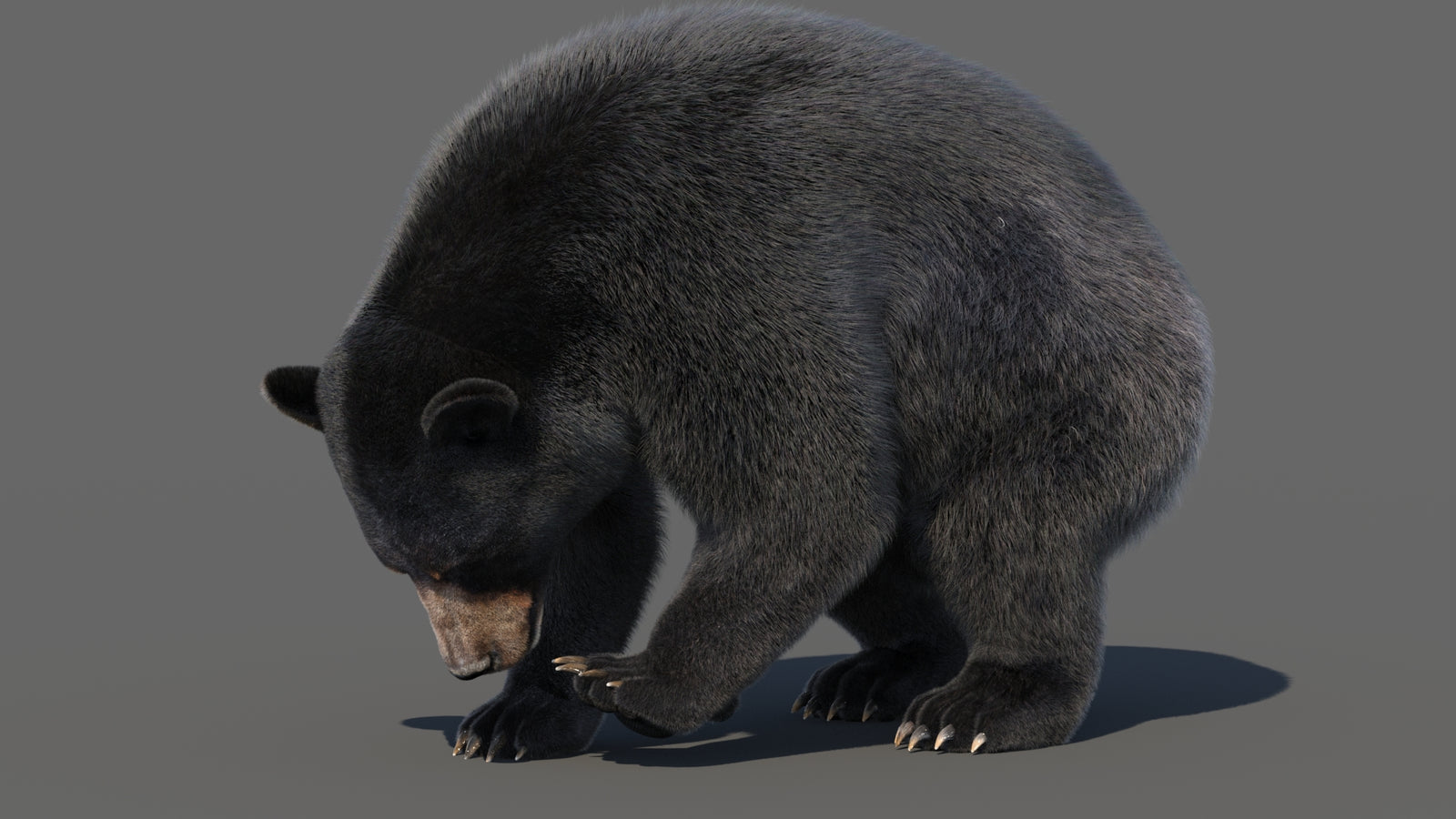 Animated Black Bear 3D Model with Fur Advanced 360° view 6 frame 13