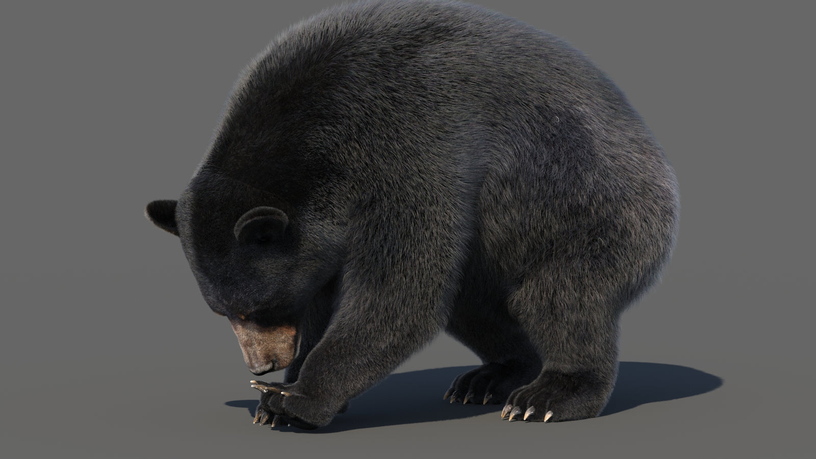 Animated Black Bear 3D Model with Fur Advanced 360° view 6 frame 16