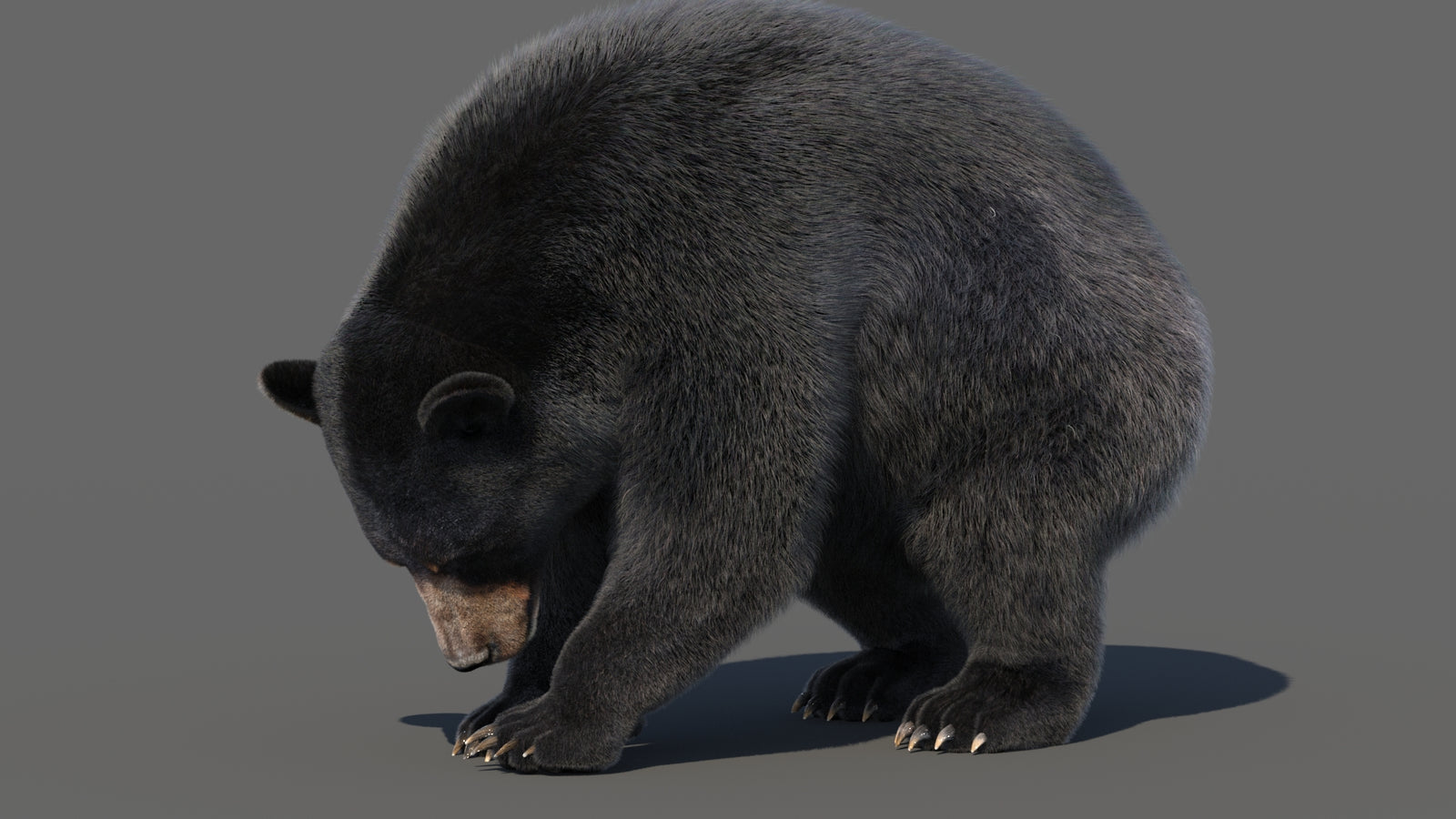 Animated Black Bear 3D Model with Fur Advanced 360° view 6 frame 17