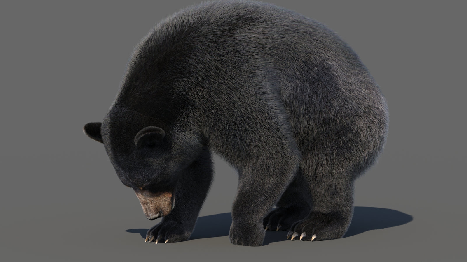 Animated Black Bear 3D Model with Fur Advanced 360° view 6 frame 22