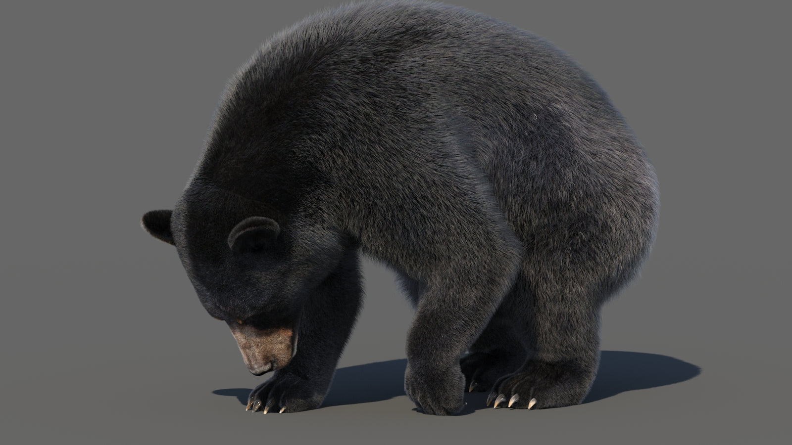 Animated Black Bear 3D Model with Fur Advanced 360° view 6 frame 23