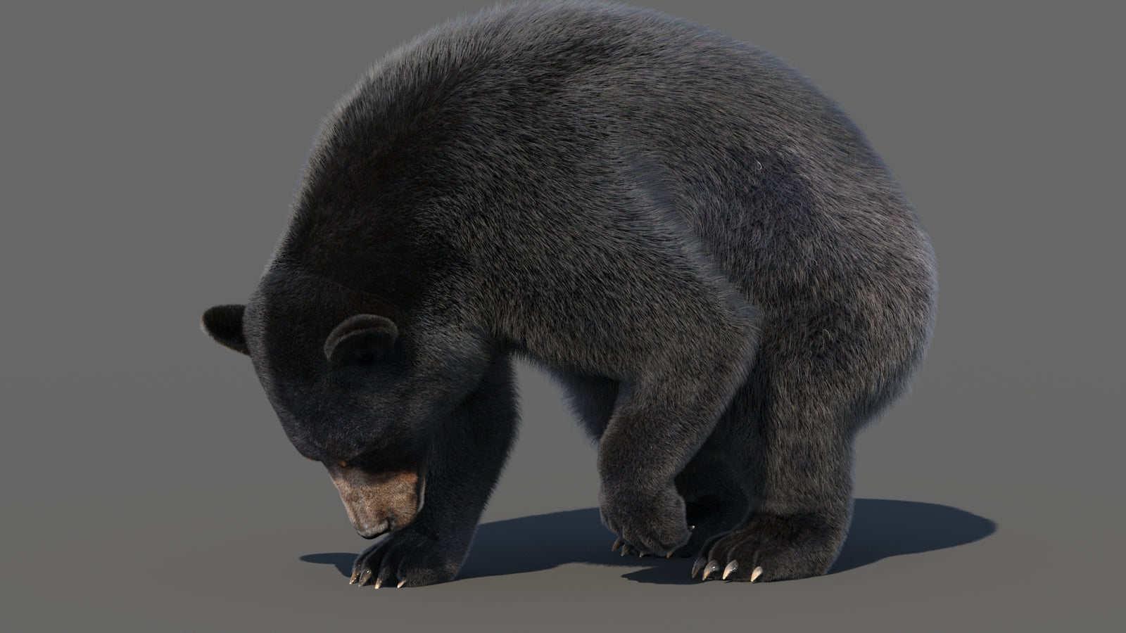 Animated Black Bear 3D Model with Fur Advanced 360° view 6 frame 25