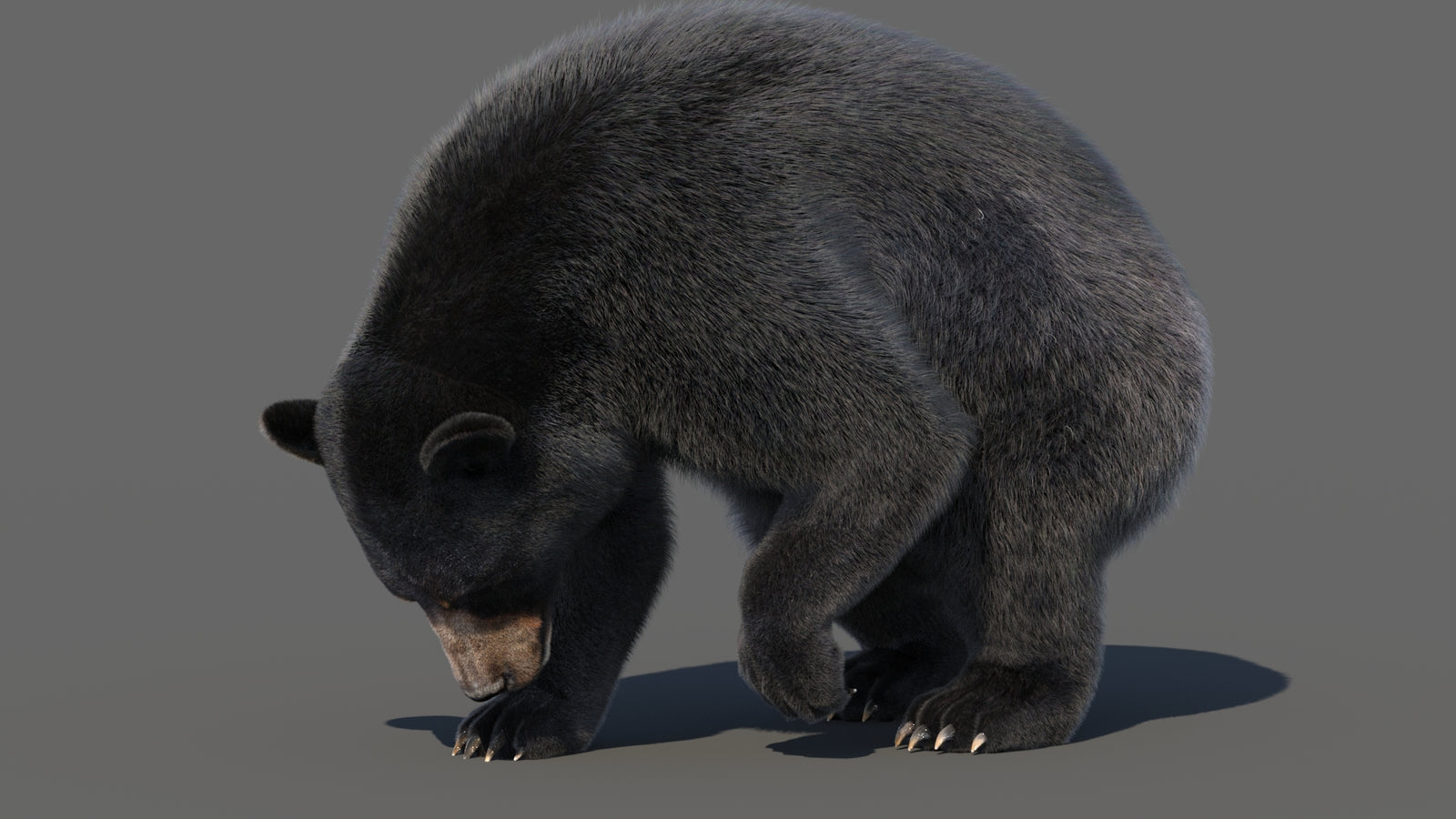 Animated Black Bear 3D Model with Fur Advanced 360° view 6 frame 26