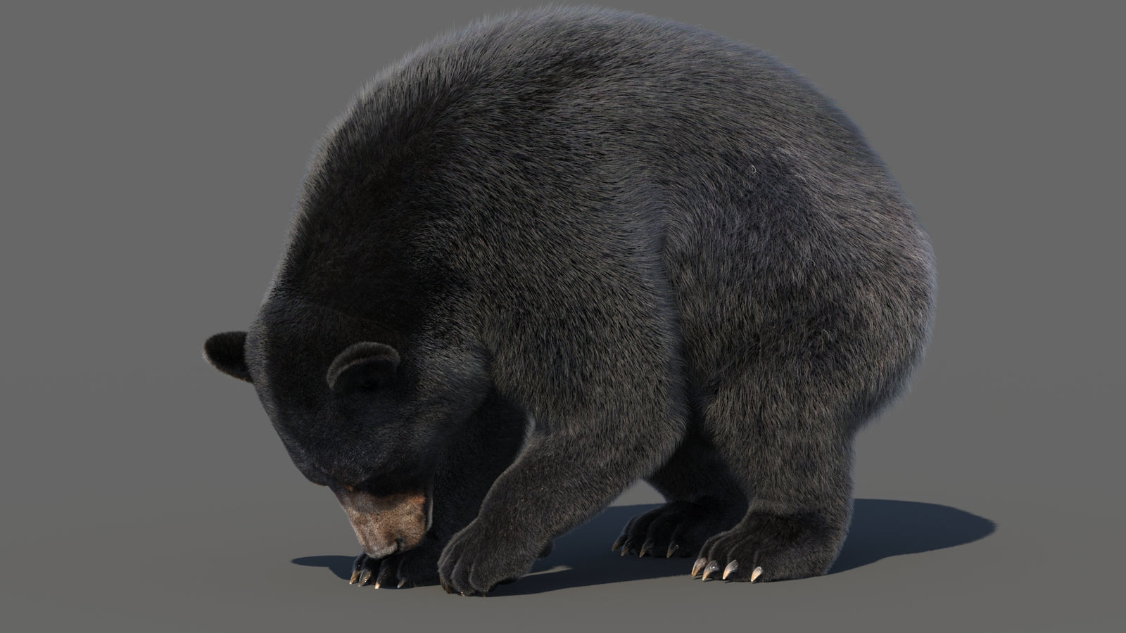 Animated Black Bear 3D Model with Fur Advanced 360° view 6 frame 30