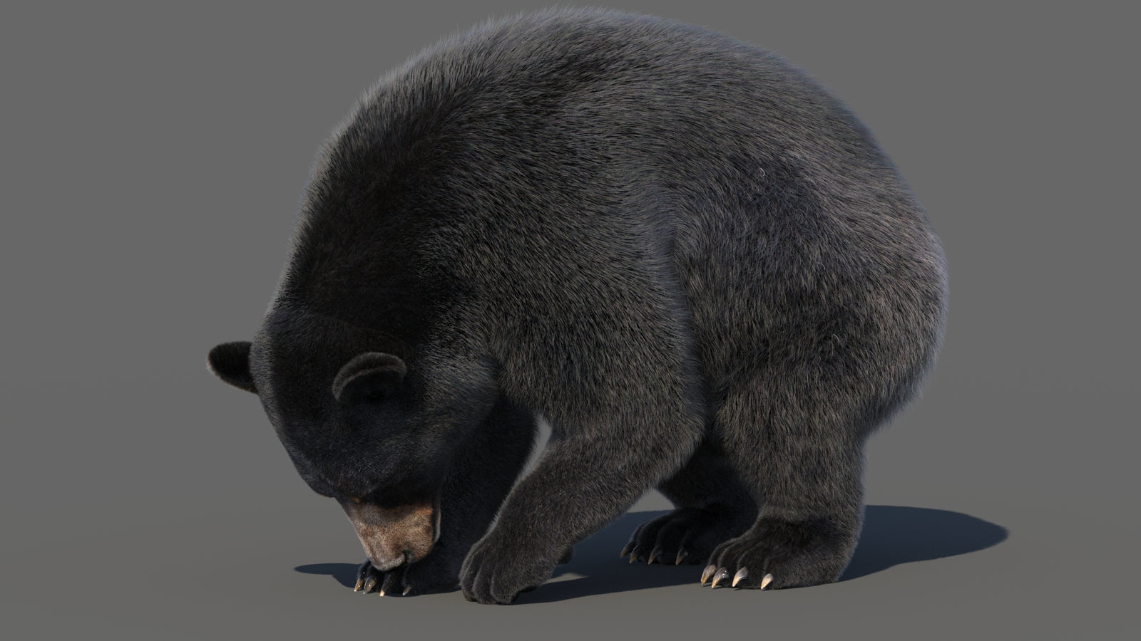 Animated Black Bear 3D Model with Fur Advanced 360° view 6 frame 31
