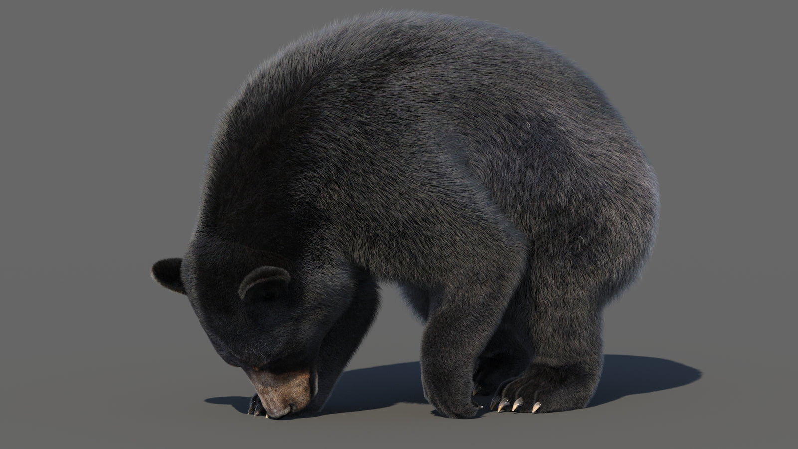 Animated Black Bear 3D Model with Fur Advanced 360° view 6 frame 34