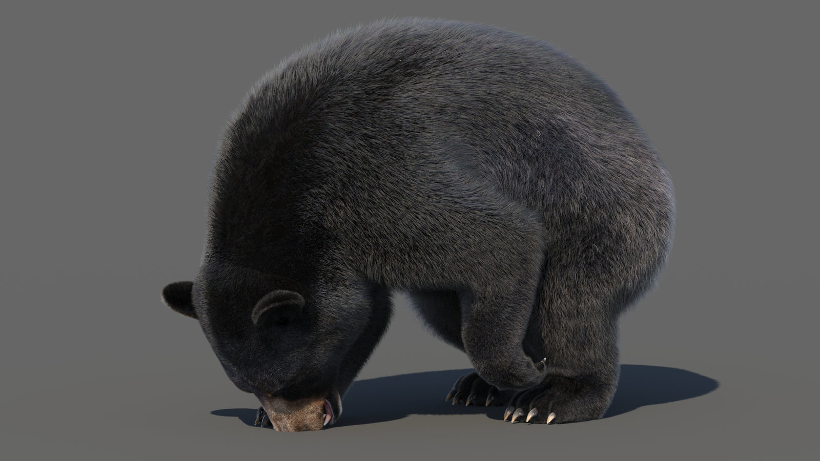 Animated Black Bear 3D Model with Fur Advanced 360° view 6 frame 36