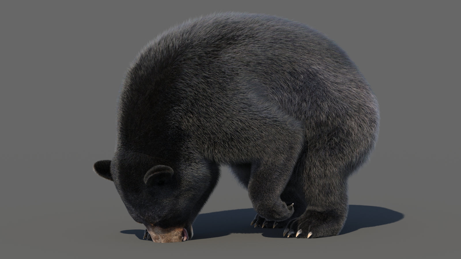 Animated Black Bear 3D Model with Fur Advanced 360° view 6 frame 38