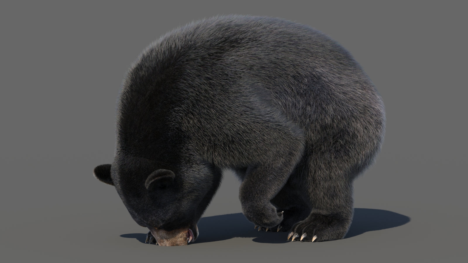 Animated Black Bear 3D Model with Fur Advanced 360° view 6 frame 40