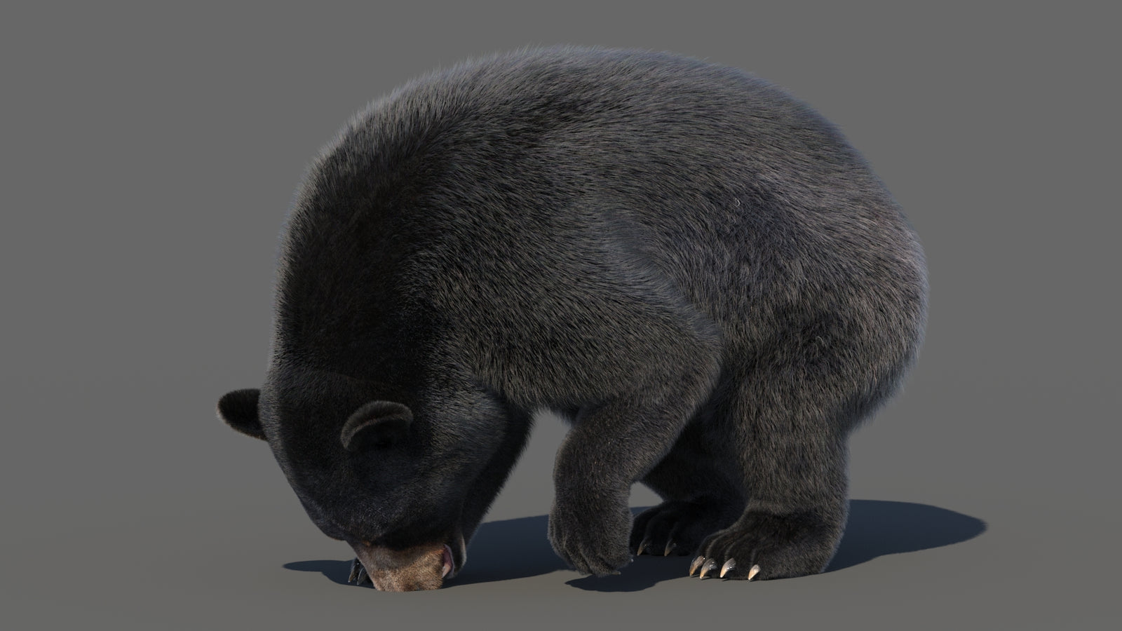 Animated Black Bear 3D Model with Fur Advanced 360° view 6 frame 44