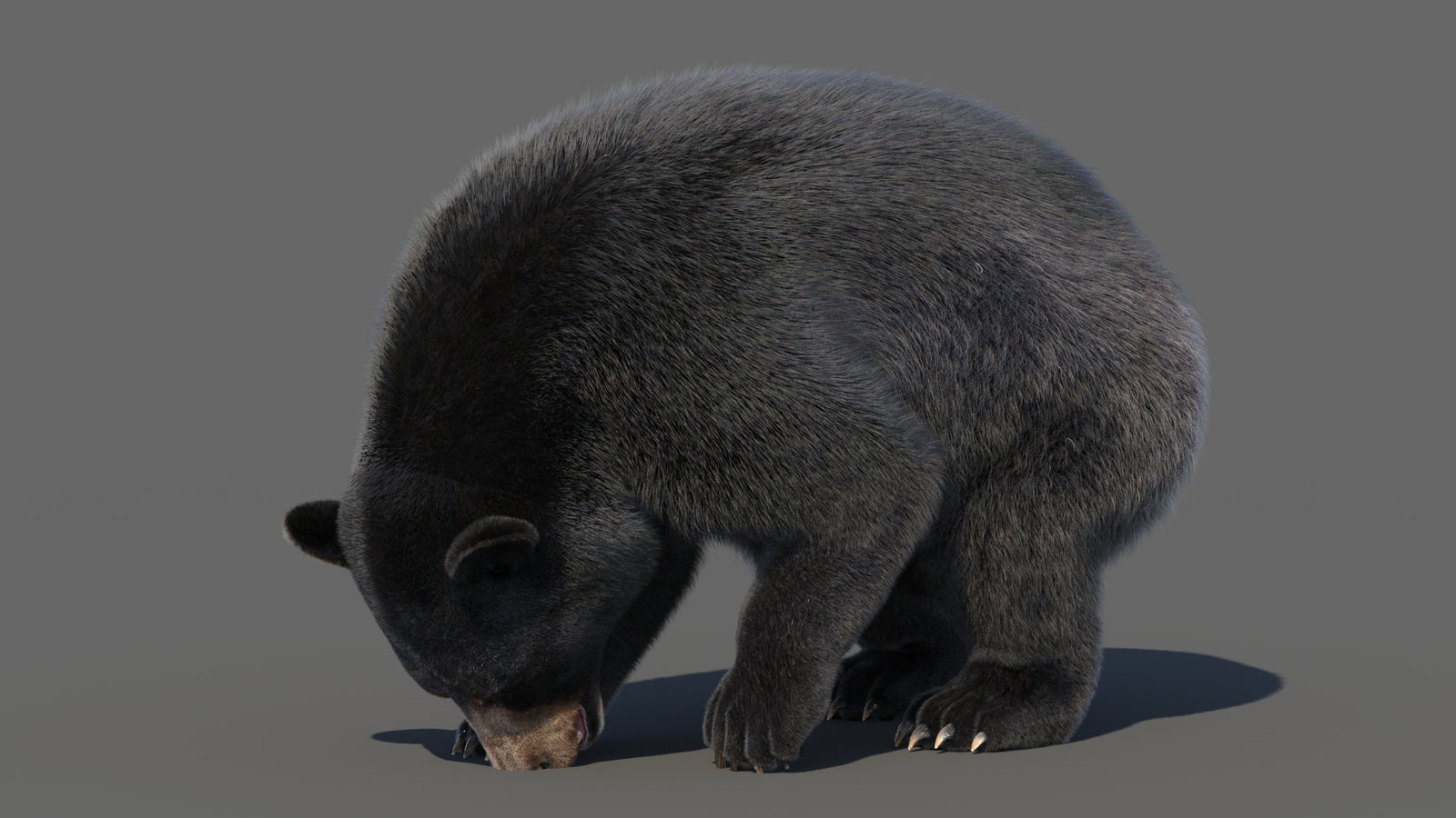 Animated Black Bear 3D Model with Fur Advanced 360° view 6 frame 47
