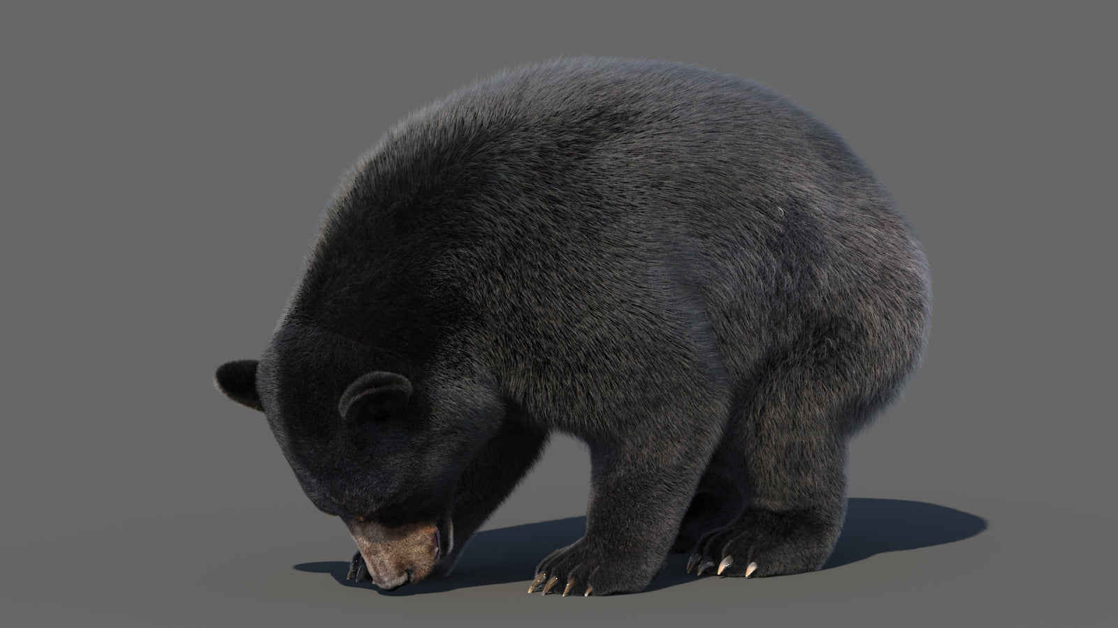 Animated Black Bear 3D Model with Fur Advanced 360° view 6 frame 55