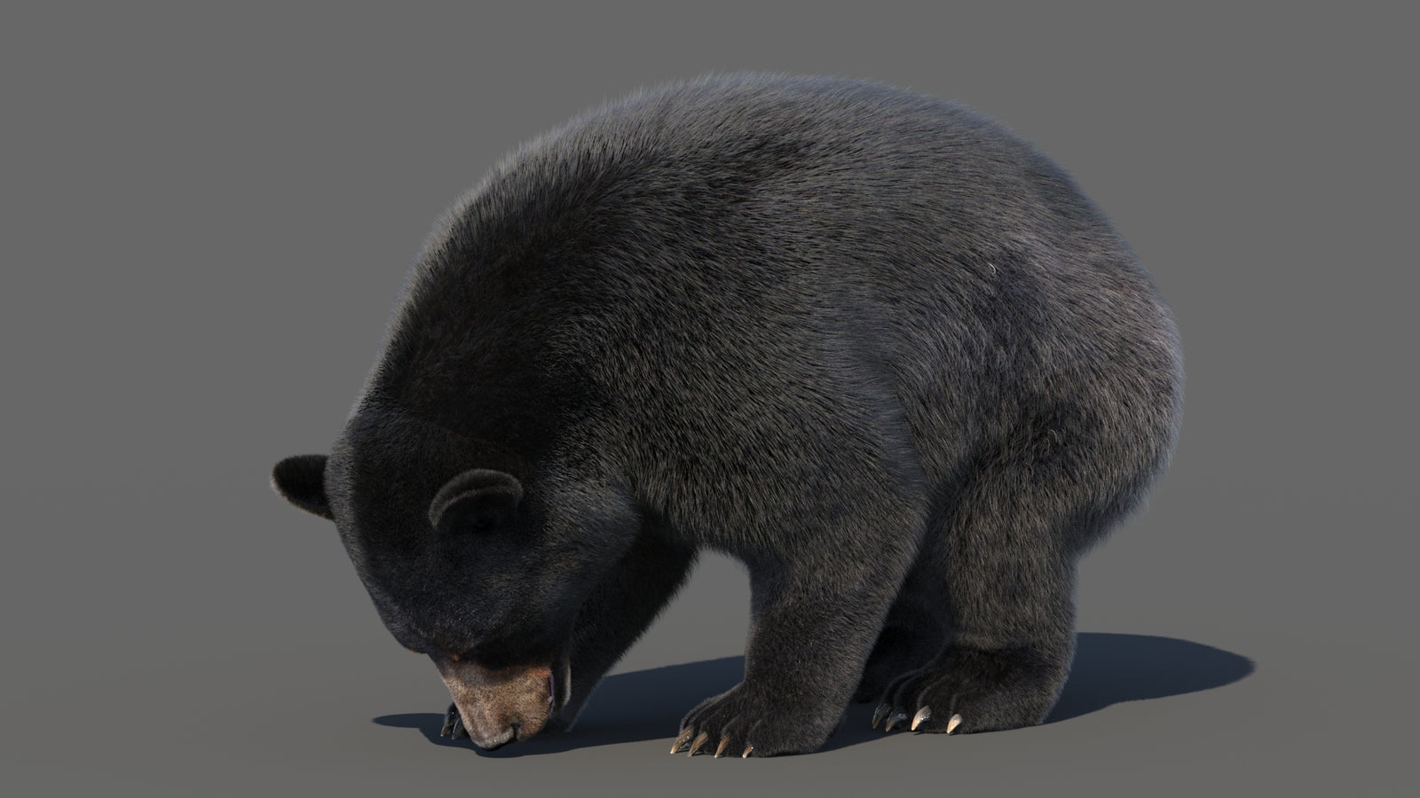 Animated Black Bear 3D Model with Fur Advanced 360° view 6 frame 56