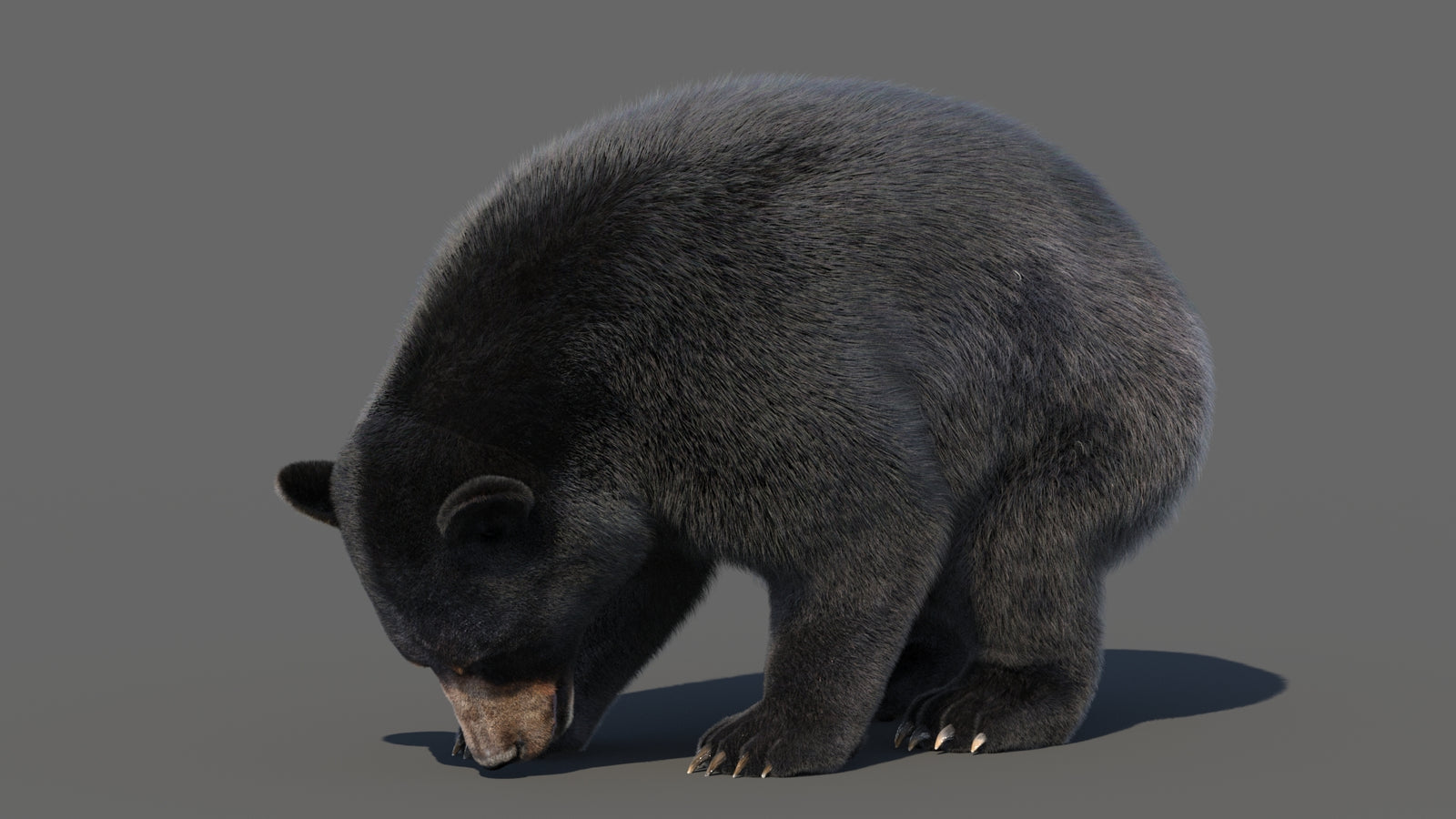 Animated Black Bear 3D Model with Fur Advanced 360° view 6 frame 59