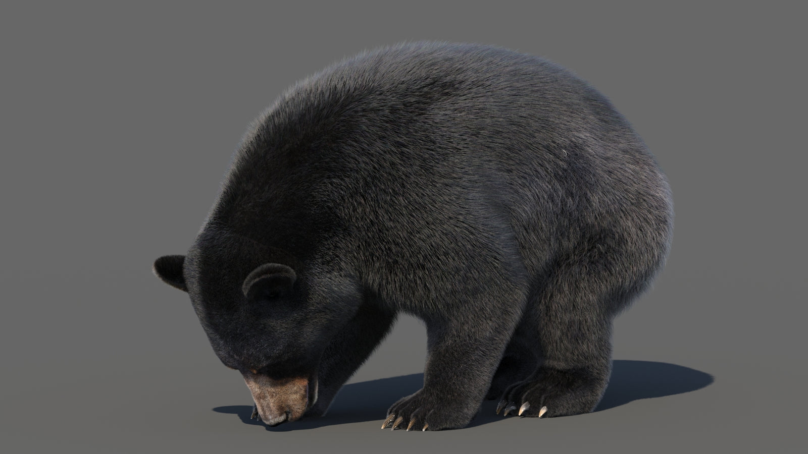 Animated Black Bear 3D Model with Fur Advanced 360° view 6 frame 60