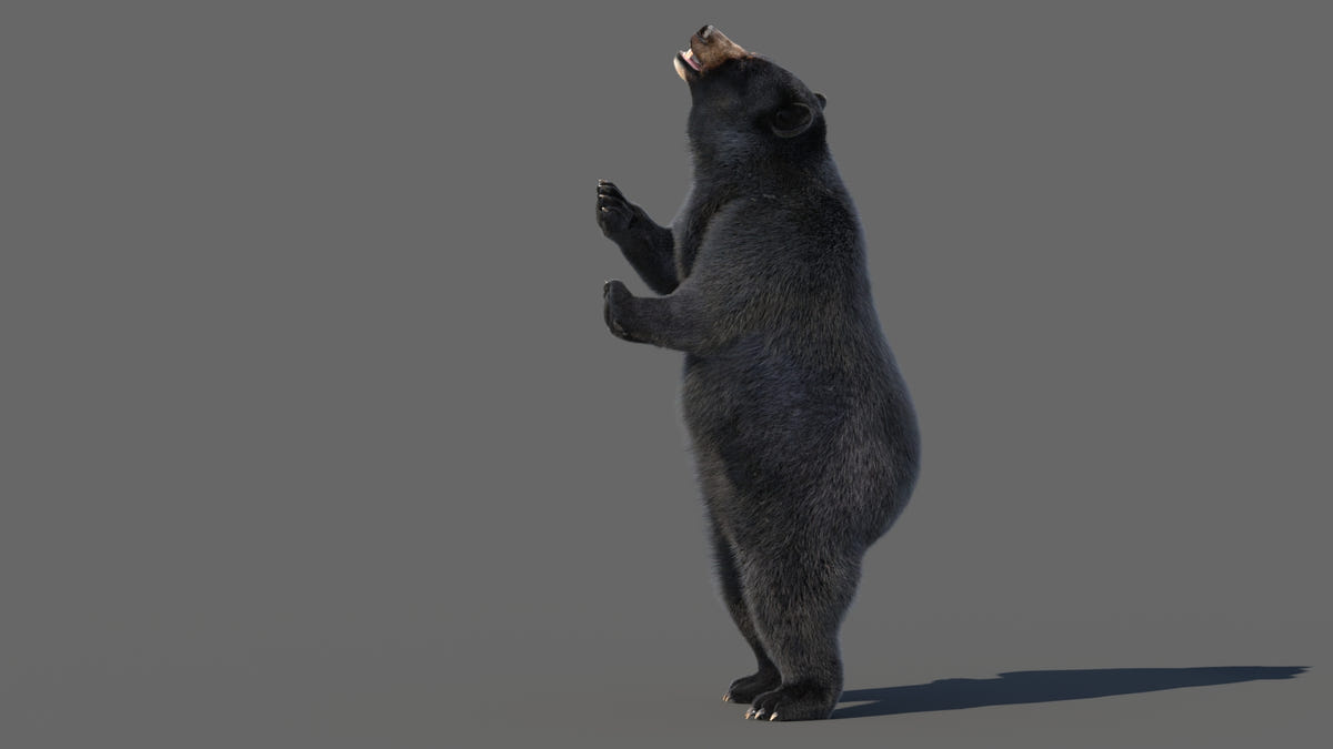 Animated Black Bear 3D Model - Hair and Fur | Advanced - 360 Degree View