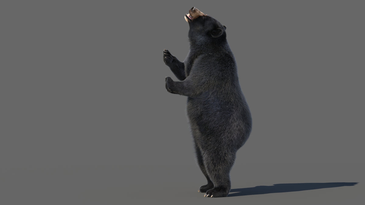 Animated Black Bear 3D Model - Hair and Fur | Advanced - 360 Degree View