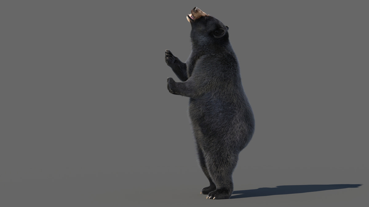 Animated Black Bear 3D Model with Fur Advanced - 360 Degree View
