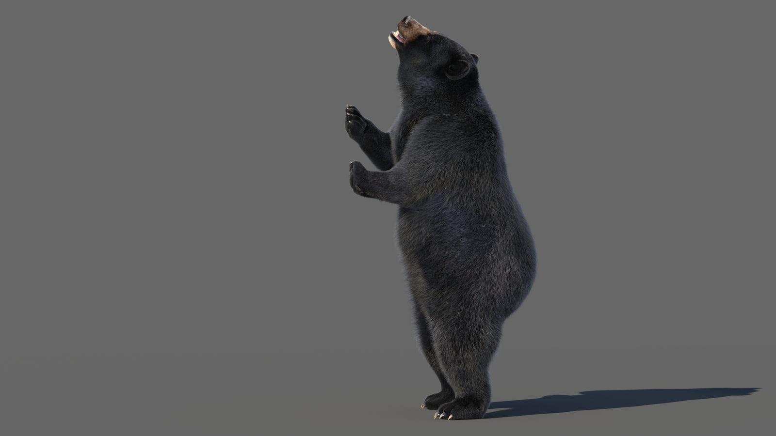 Animated Black Bear 3D Model with Fur Advanced 360° view 5 frame 2