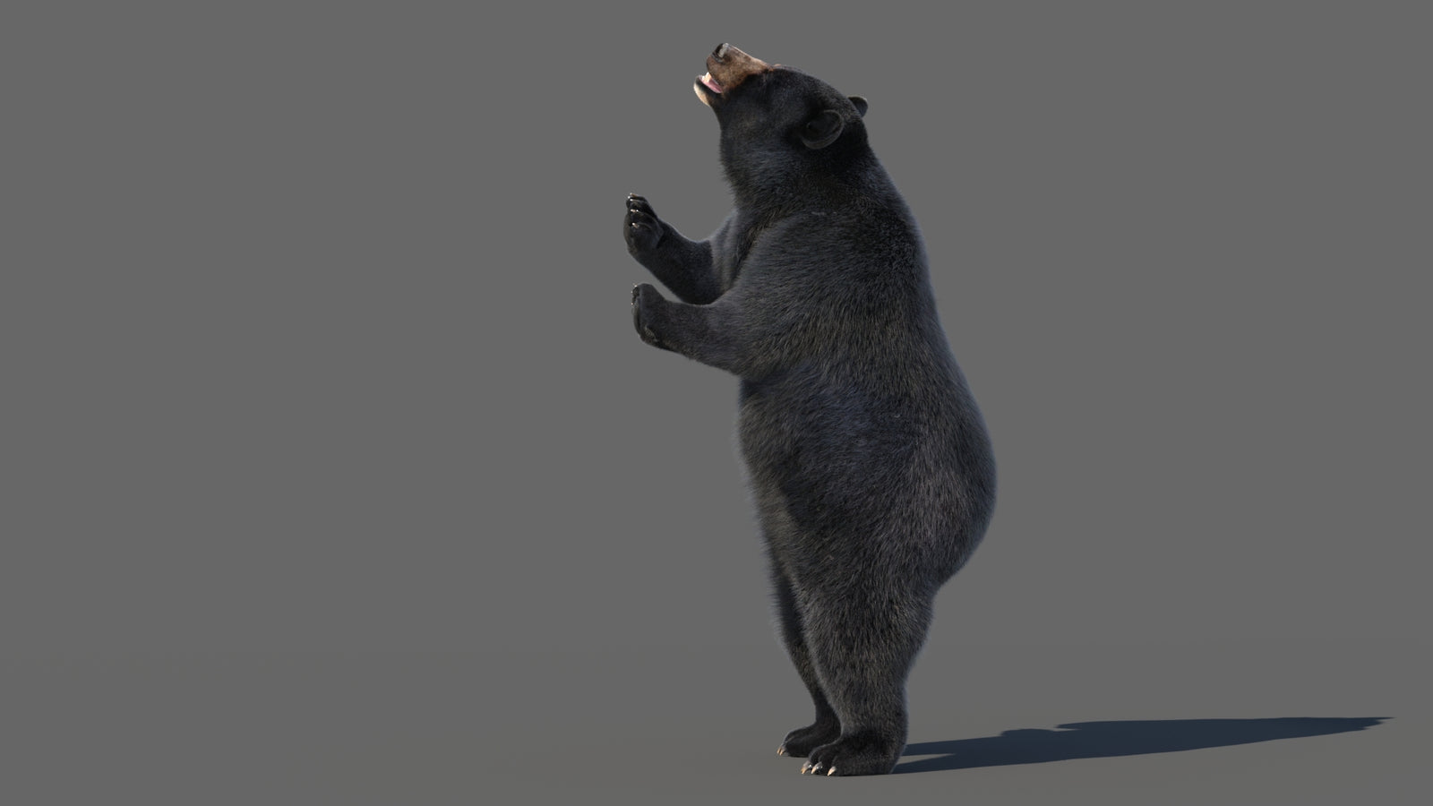 Animated Black Bear 3D Model with Fur Advanced 360° view 5 frame 5