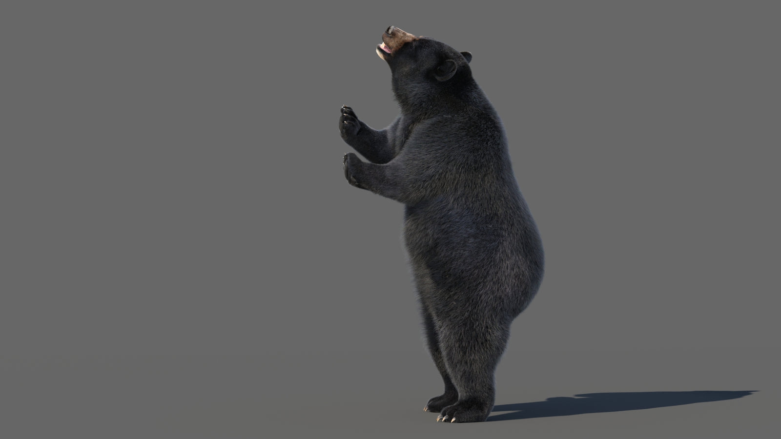 Animated Black Bear 3D Model with Fur Advanced 360° view 5 frame 6