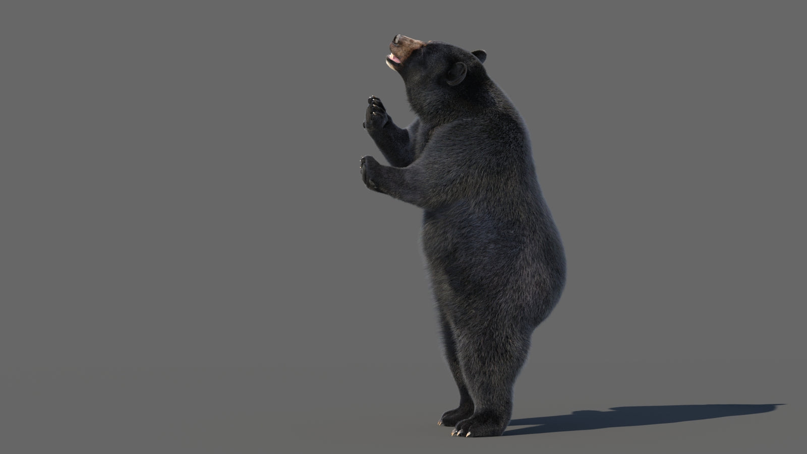 Animated Black Bear 3D Model with Fur Advanced 360° view 5 frame 9